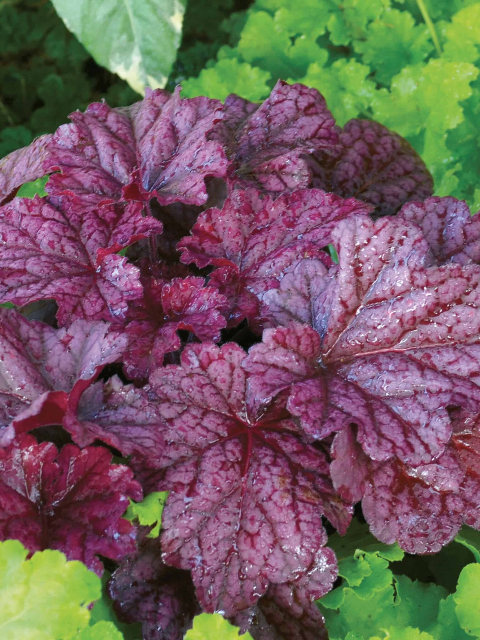Heuchera Berry Smoothie