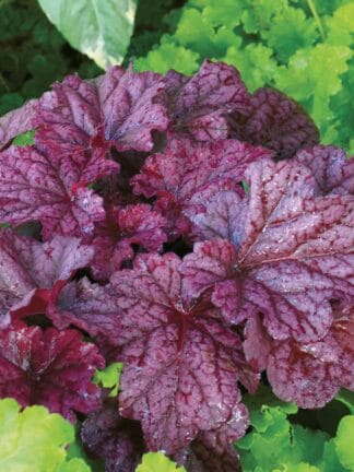 Heuchera Berry Smoothie - case