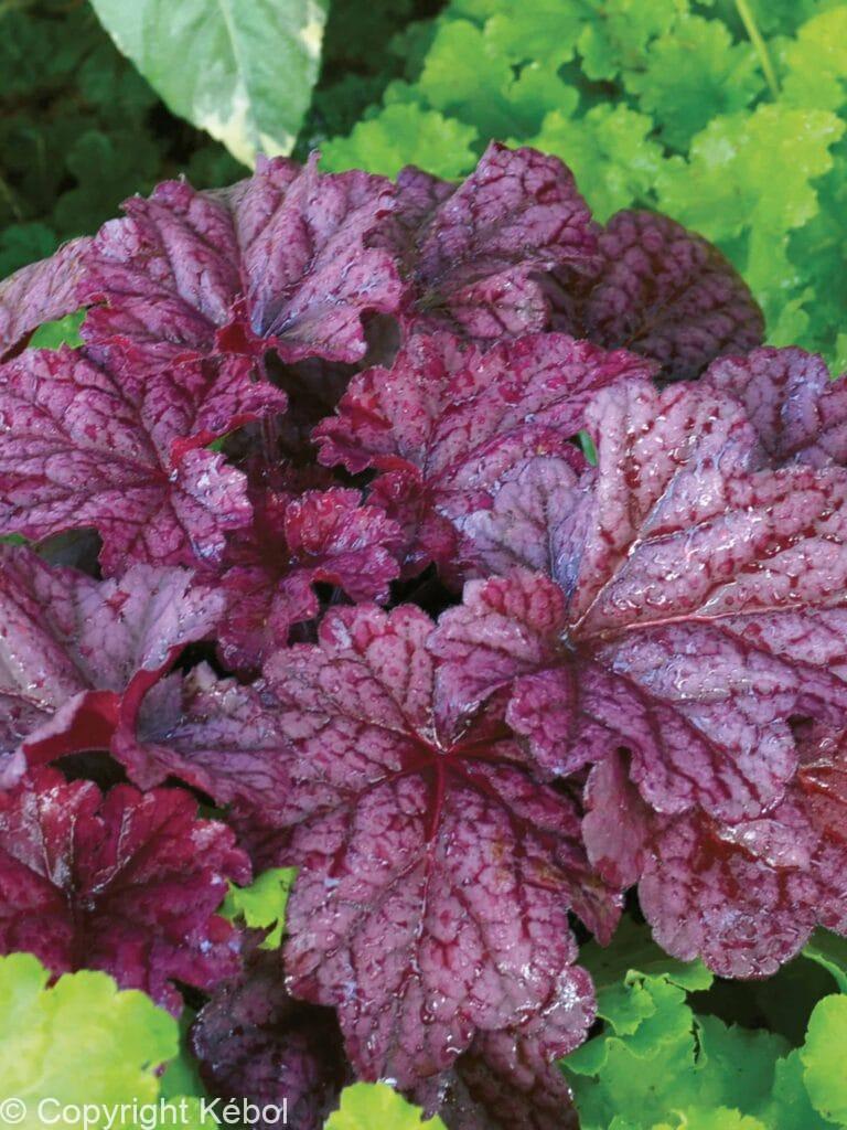 Heuchera Berry Smoothie