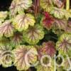 Heuchera Van Gogh