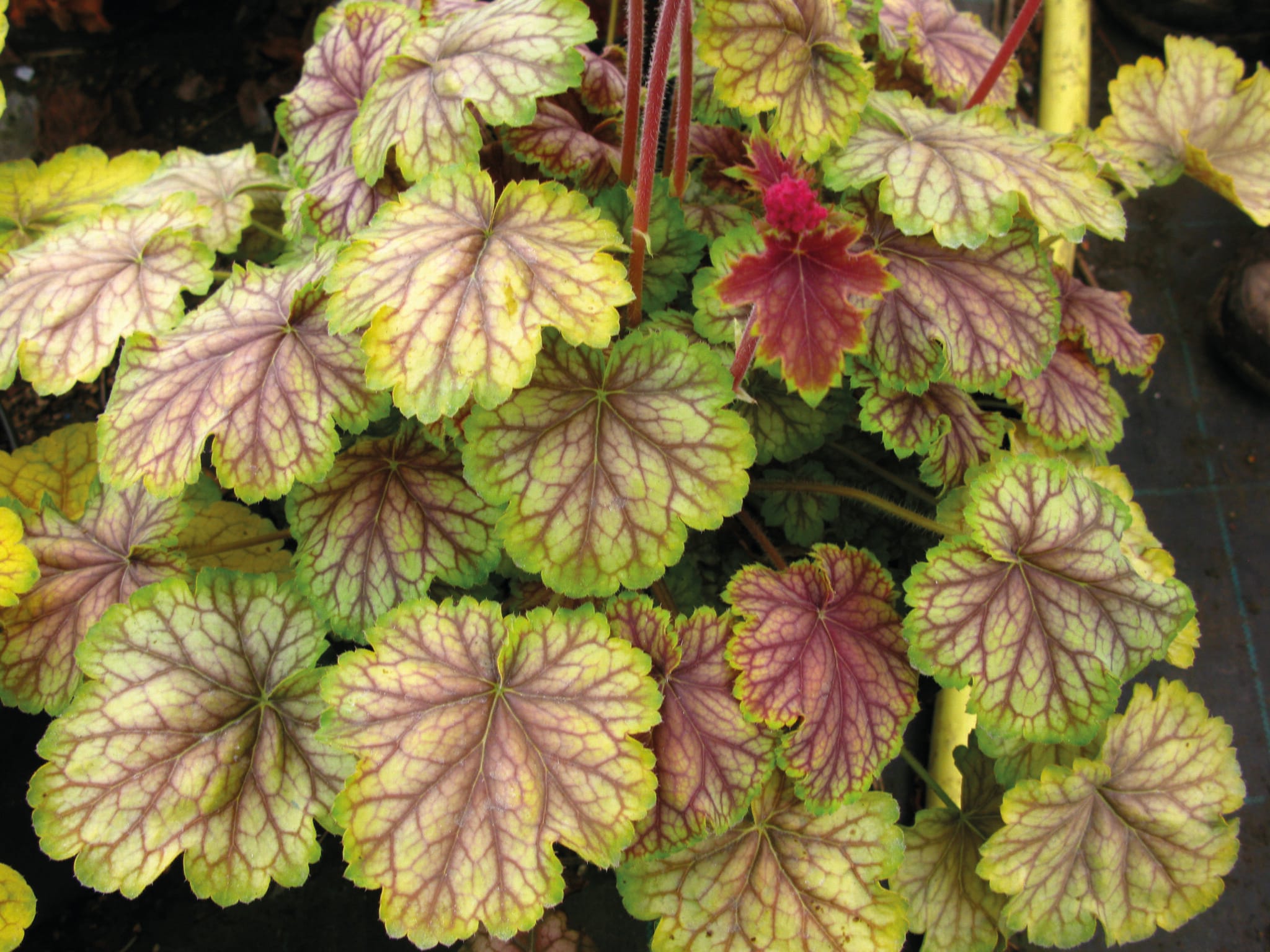 Heuchera Van Gogh
