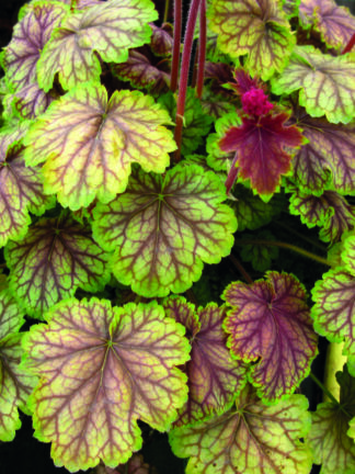 Heuchera Van Gogh - case