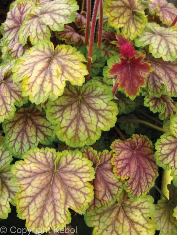 Heuchera Van Gogh