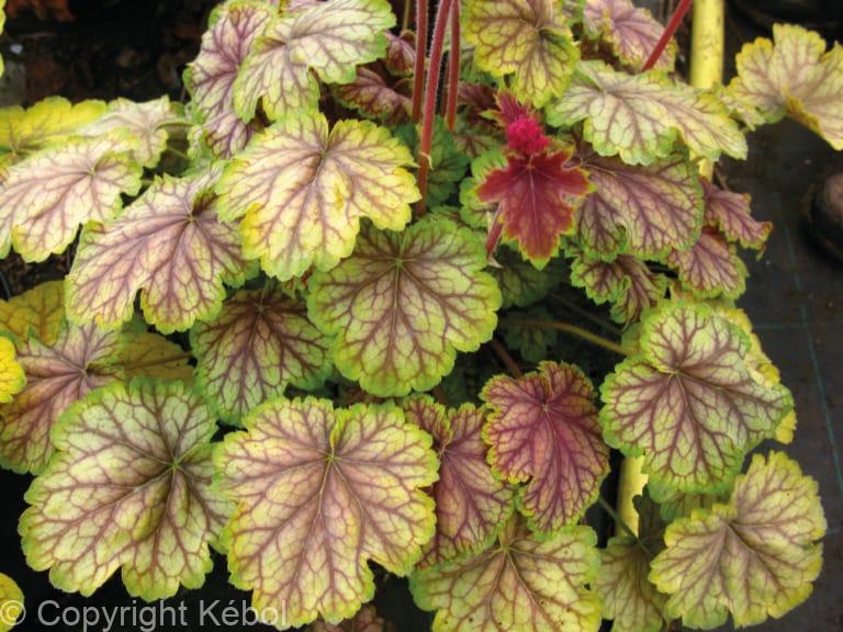 Heuchera Van Gogh