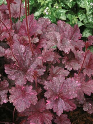 Heuchera Midnight Rose - case