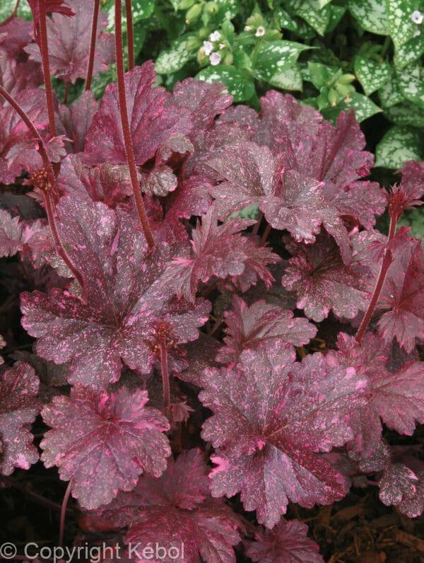 Heuchera Midnight Rose