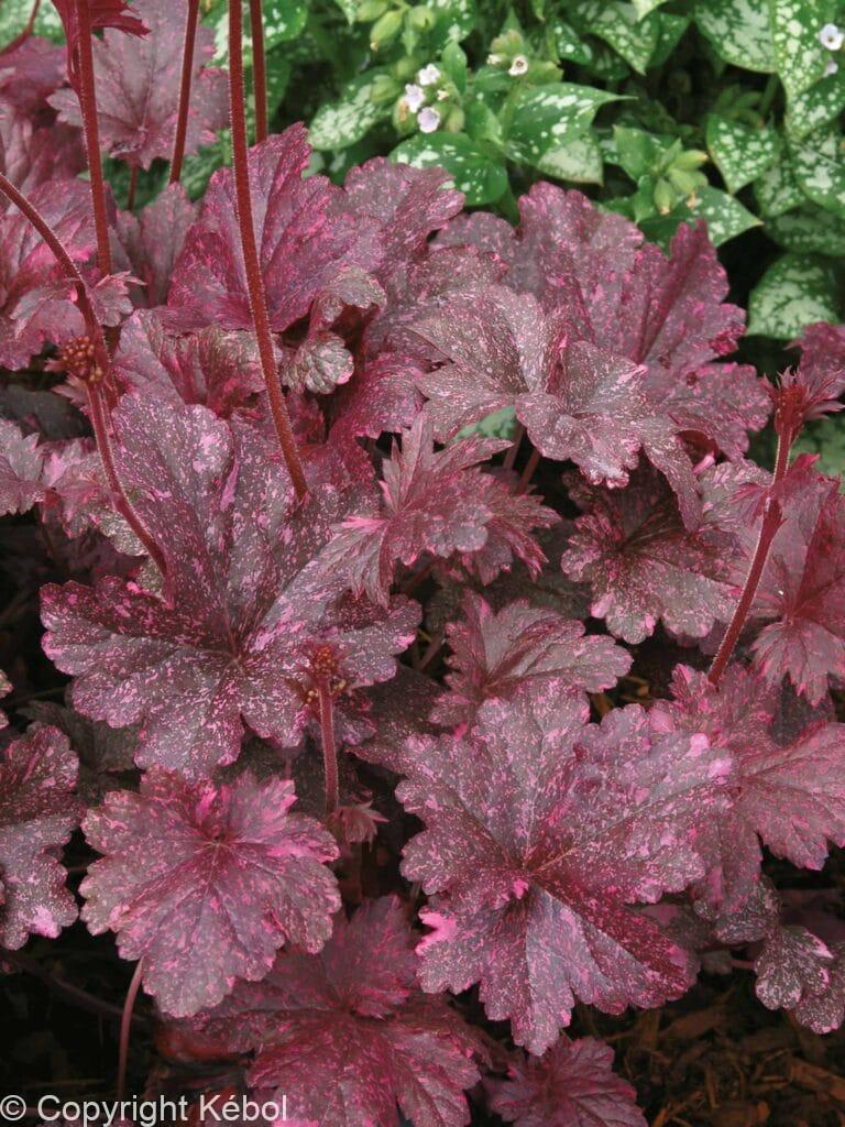 Heuchera Midnight Rose