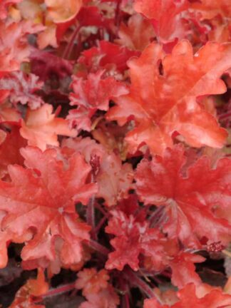 Heuchera Peach Flambe - case