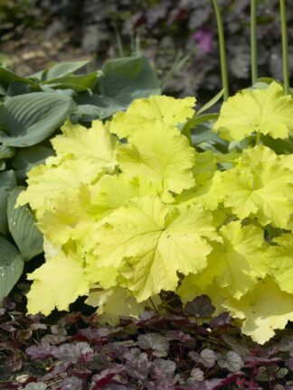 Heuchera Pistache - case