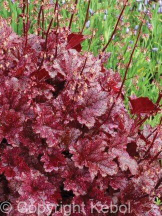 Heuchera Marmelade - case