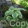 Hosta American Halo