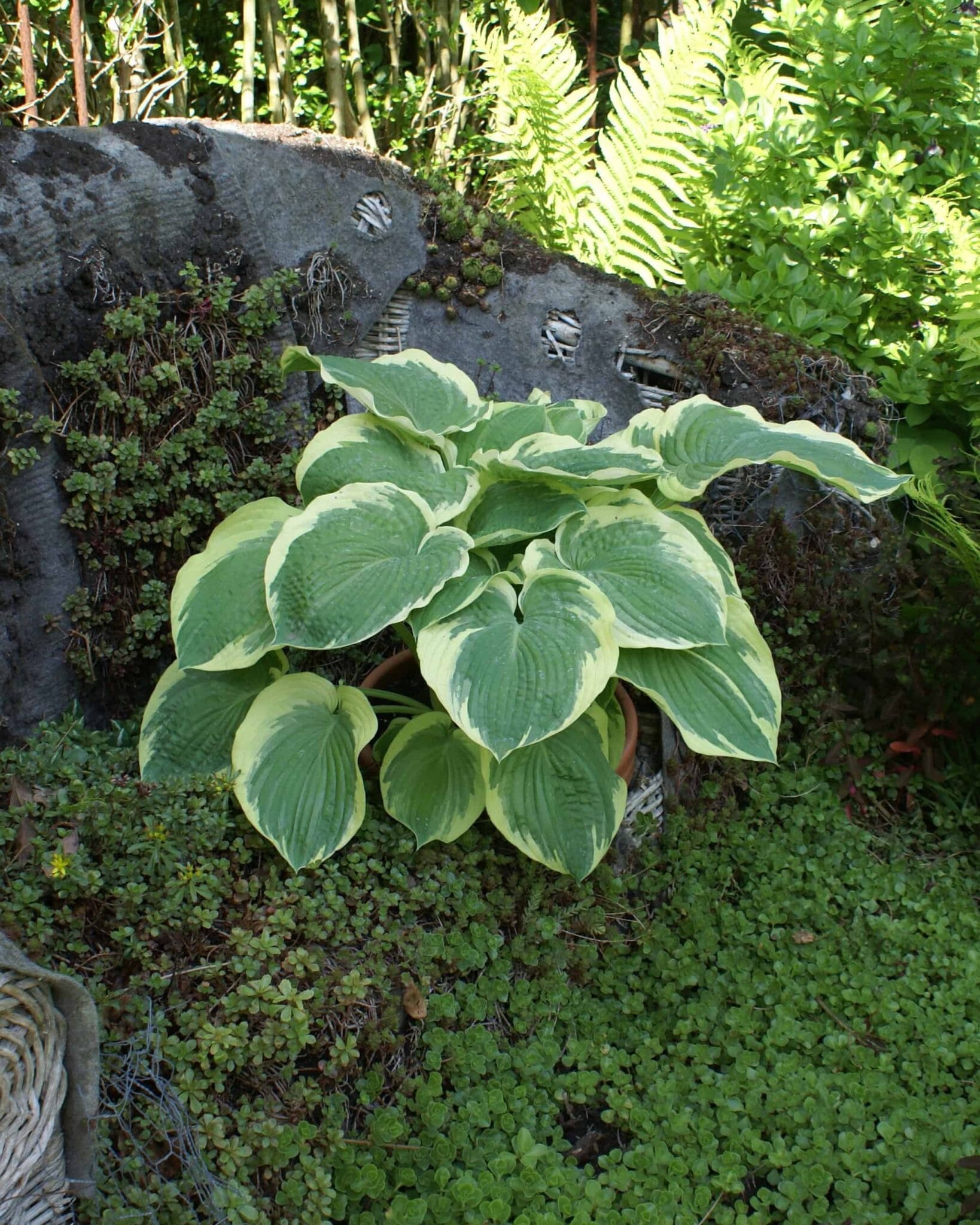 Hosta American Halo