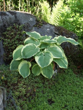 Hosta American Halo - case