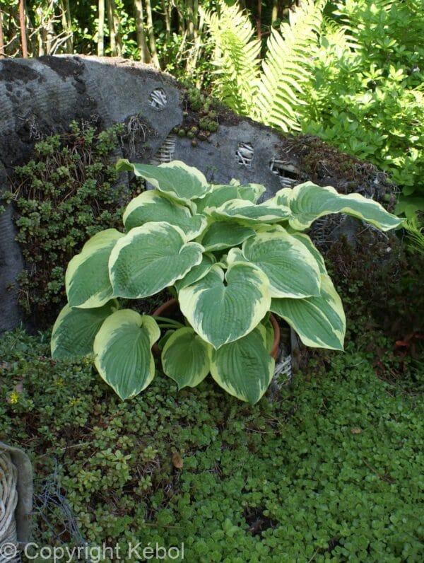 Hosta American Halo