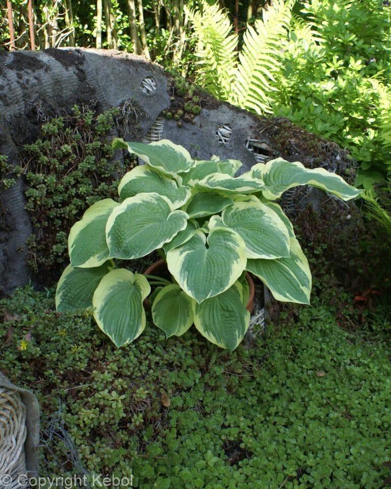 Hosta American Halo