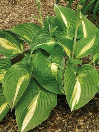 Hosta Ann Kulpa - case