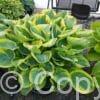Hosta Band of Gold