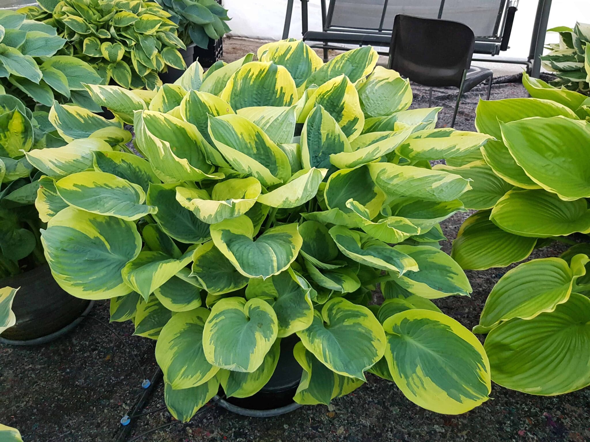 Hosta Band of Gold