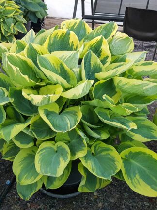 Hosta Band of Gold