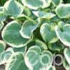 Hosta Barbara Ann