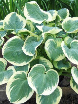 Hosta Barbara Ann - case