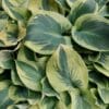 Hosta Bedazzled