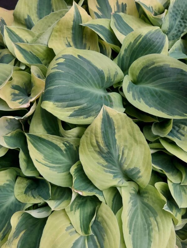 Hosta Bedazzled