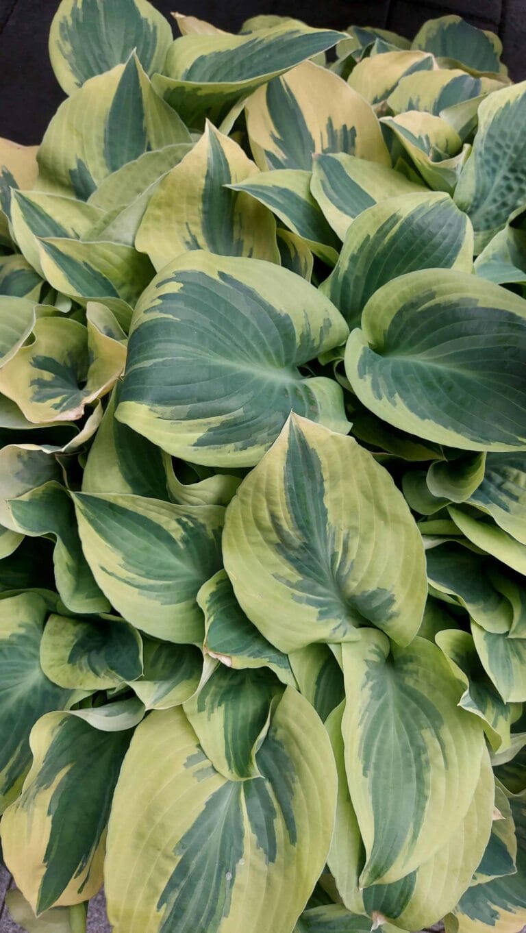 Hosta Bedazzled