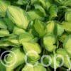 Hosta Captain Kirk