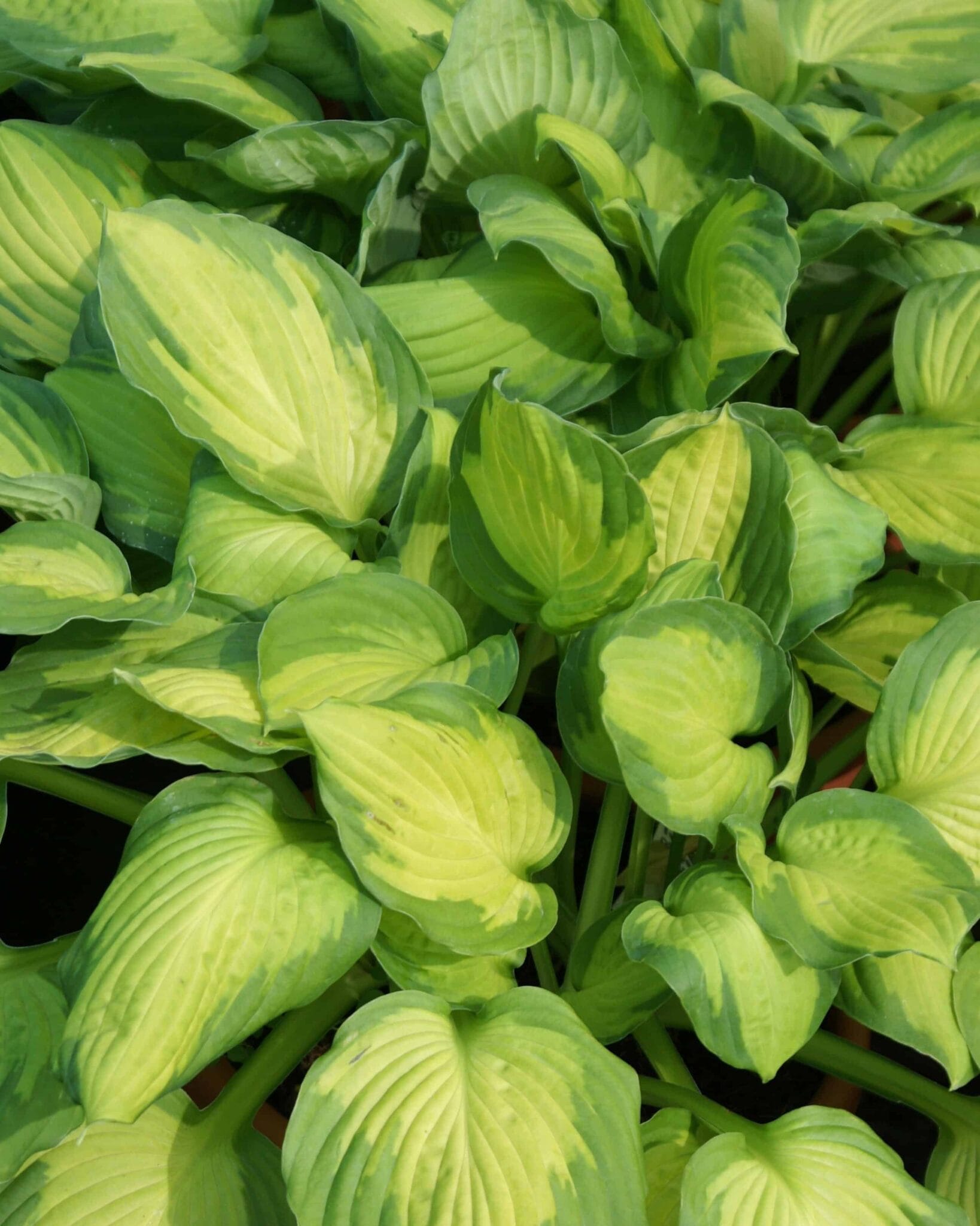Hosta Captain Kirk