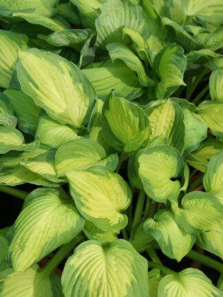 Hosta Captain Kirk - case