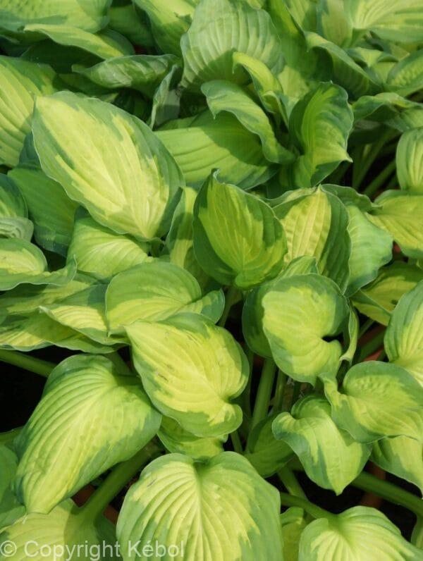 Hosta Captain Kirk