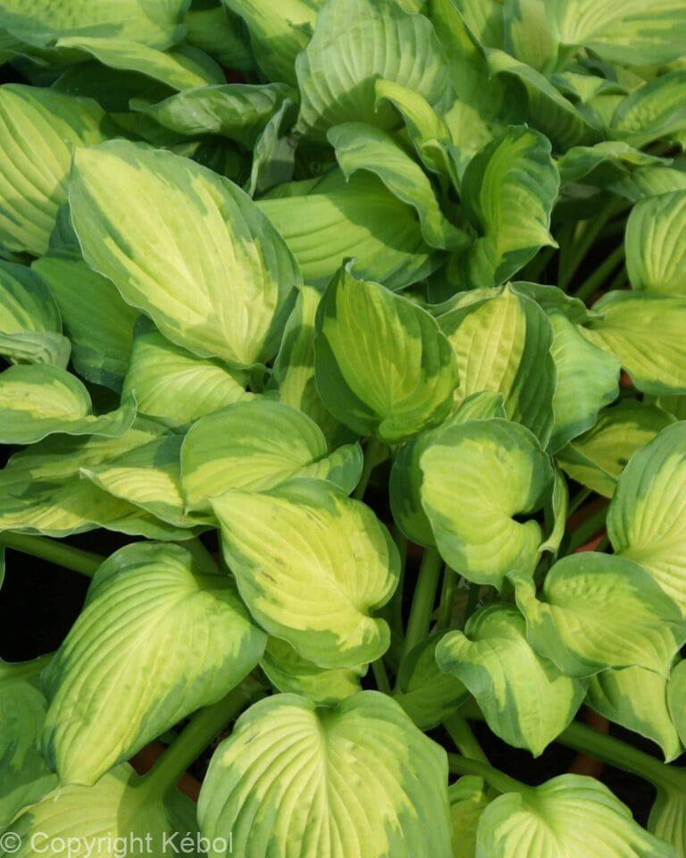 Hosta Captain Kirk