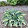Hosta Catherine