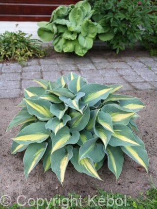 Hosta Catherine - bag