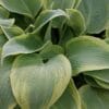 Hosta Climax