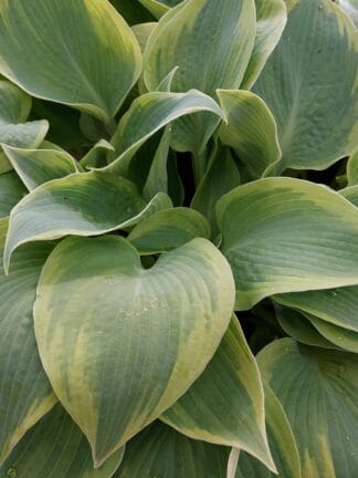 Hosta Climax - case