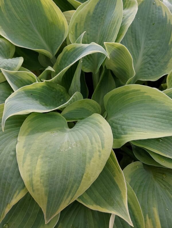 Hosta Climax