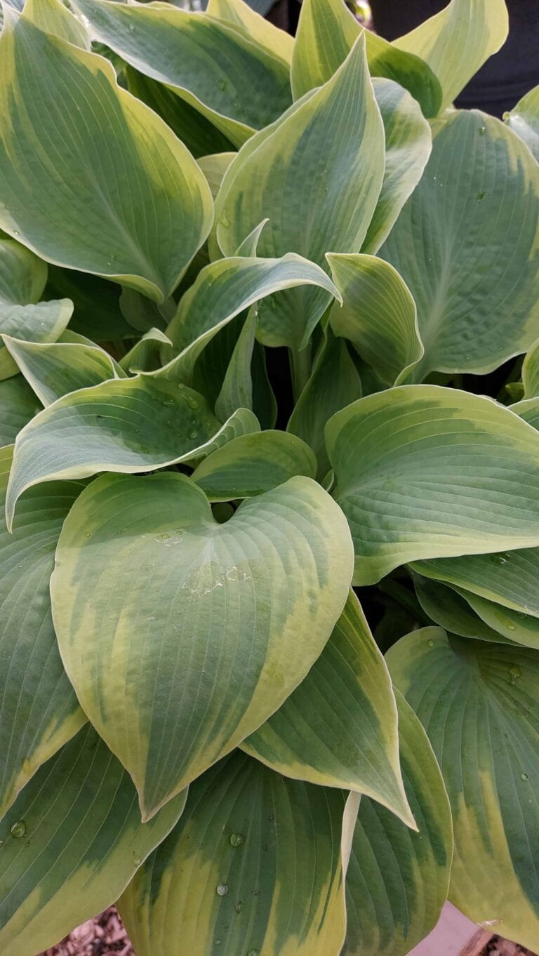 Hosta Climax