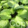 Hosta Enchiladas