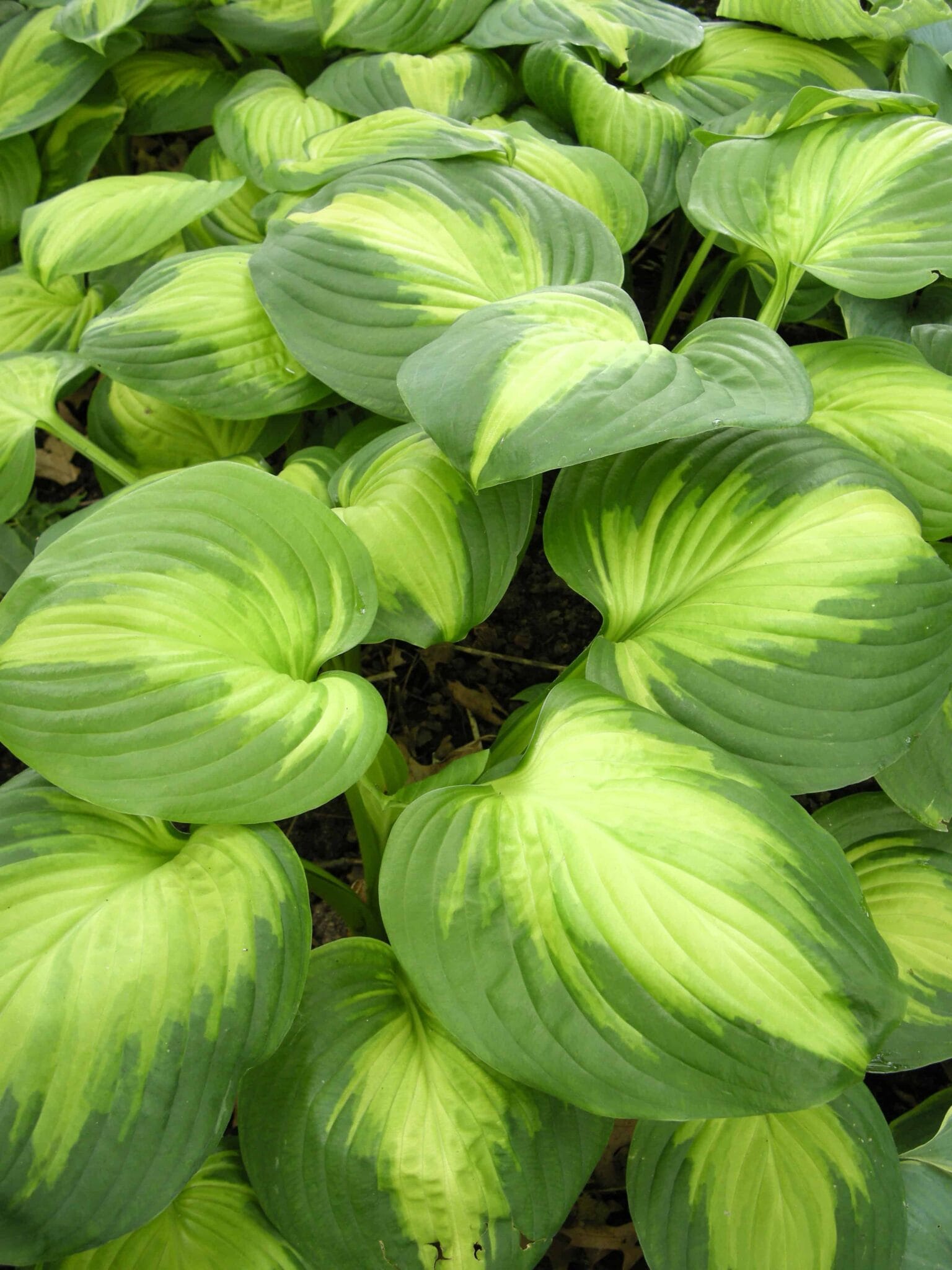 Hosta Enchiladas