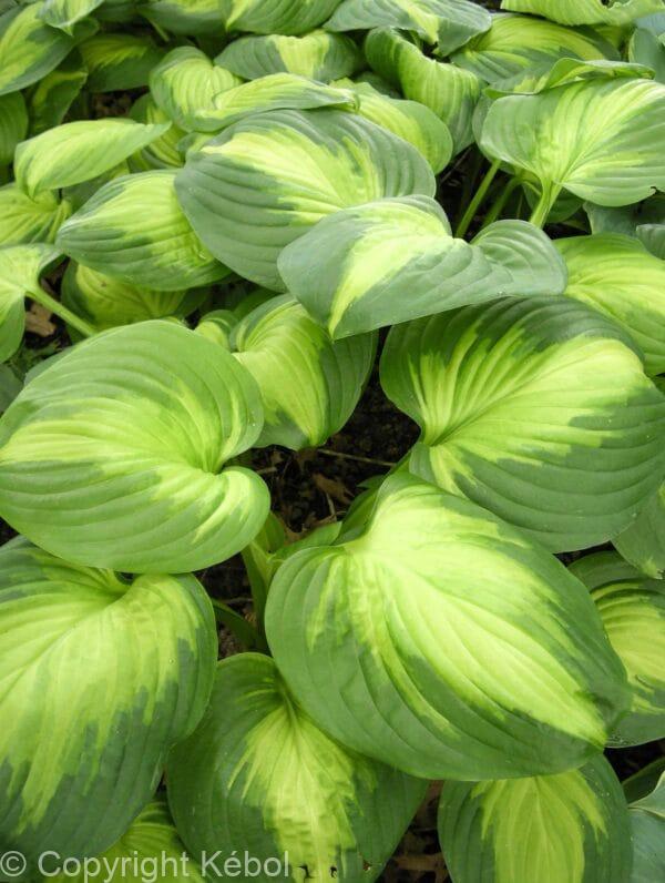 Hosta Enchiladas