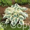 Hosta Firn Line