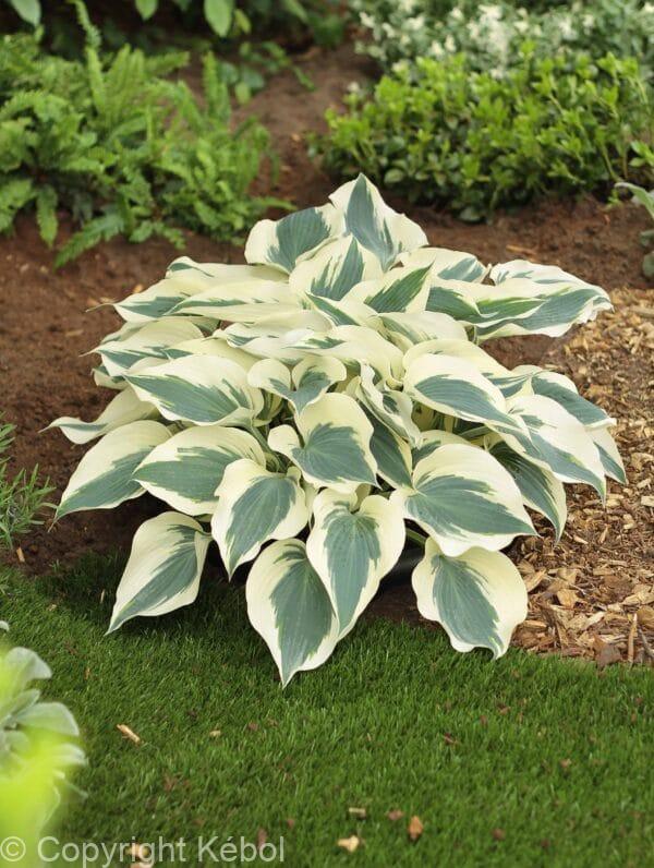 Hosta Firn Line