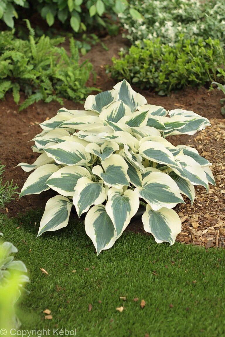 Hosta Firn Line