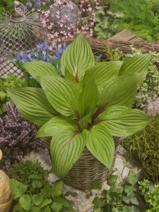 Hosta First Blush - bag