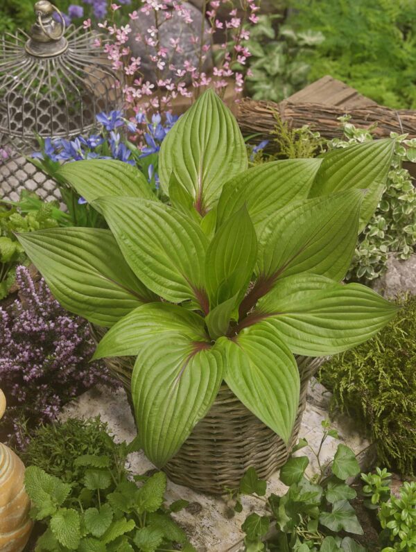 Hosta First Blush