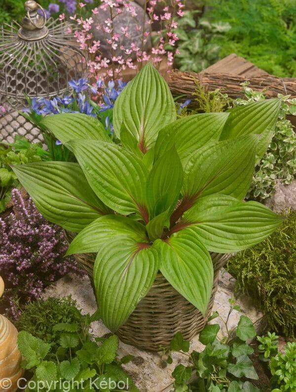 Hosta First Blush