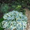 Hosta First Frost