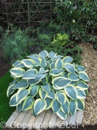 Hosta First Frost - bag